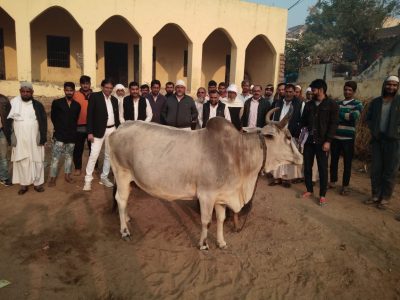cow