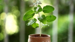 tulsi-plant-1564795386